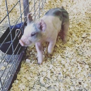 Meet your Posher, Imelda